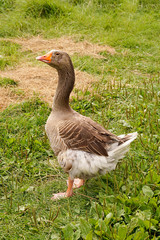 Gans auf dem Bauernhof