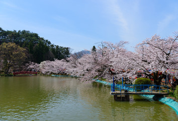 長野　須坂　臥竜公園の桜