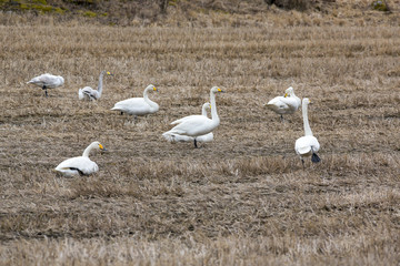 Fototapeta na wymiar Swans gathered in the field during spring time. They are coming back after long and cold winter.