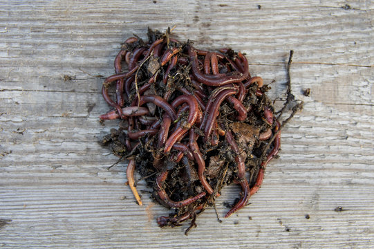 Earthworms, many, crawl on the board.