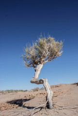 Saxaul tree, Gobi Desert