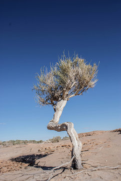 Saxaul tree, Gobi Desert