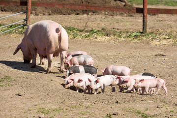 Piglets running around outdoors having fun in the sunshine. Pig mother or sow with large teats in the background.
