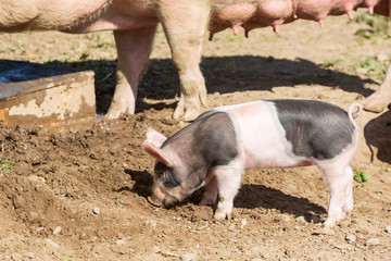 Small piglet running around in dirt with mother sow in background.