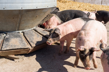 Pigs eating from a feeding silo outdoors.