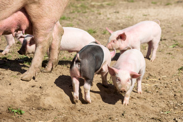 Small piglet running around in dirt with siblings and mother sow in background.