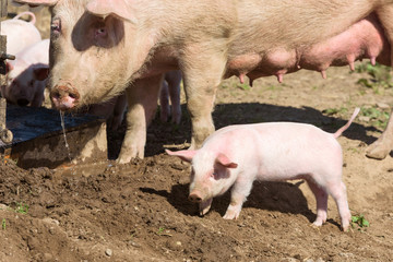 Small piglet running around in dirt with mother sow in background.