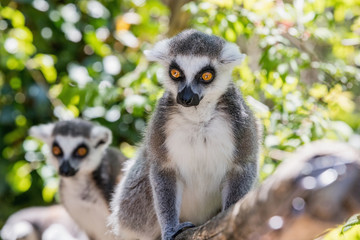 Close up of a ring-tailed lemur, portrait of Lemur.