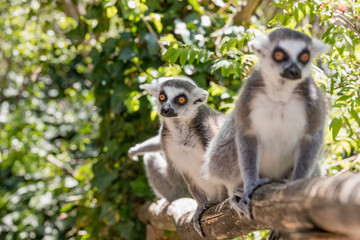 Obraz premium Close up of a ring-tailed lemur, portrait of Lemur.
