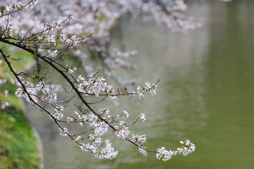 長野　須坂　臥竜公園の桜