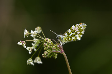 Male Orange Tip Butterfly (Anthocaris cardamines)