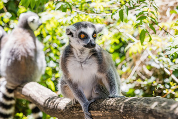 Close up of a ring-tailed lemur, portrait of Lemur.