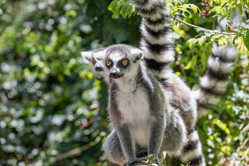 Naklejka na ściany i meble Close up of a ring-tailed lemur, portrait of Lemur.
