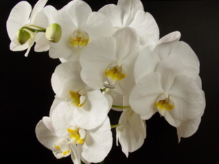 Orchideenblüten