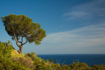 Fototapeta na wymiar Isolated tree by the Mediterranean sea on the Costa Brava, Catalonia, Spain