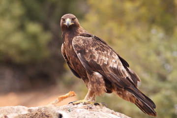 Young male of golden eagle