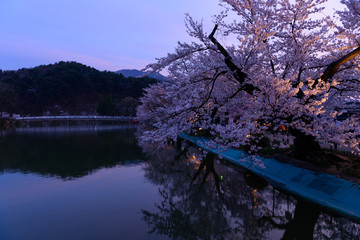 長野　須坂　臥竜公園の桜と夕焼け
