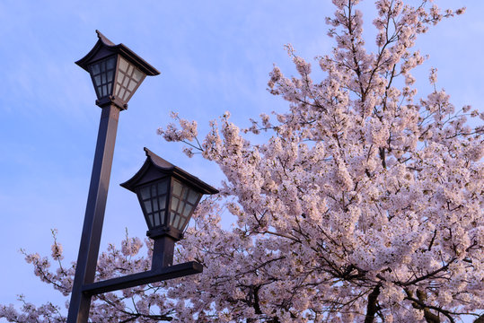 夕暮れ時の桜と街灯
