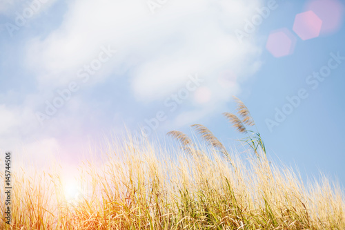 Golden Spikelets Of Grass Closeup In The Rays Of The Sun At