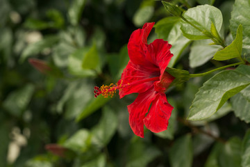Red Hibiscus flower in garden