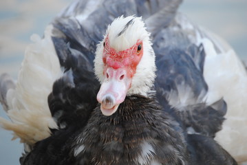 Canard de barbarie