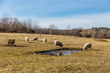 Sheeps On The Grassy Grazing Land