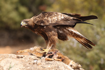 Young male of golden eagle