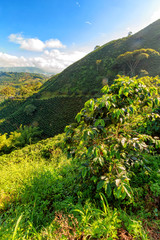 Morning light hits a coffee tree at a coffee plantantion in the hills around Chinchina, Colombia.