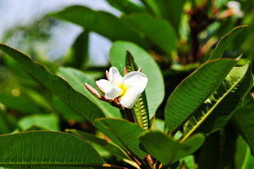 Fototapeta premium tropische blüten
