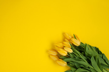Yellow tulips on the yellow background