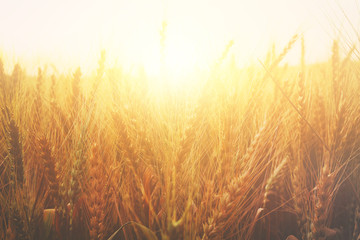 photo of wheat field at sunset