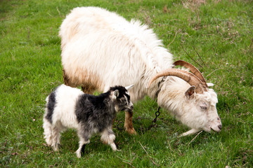 Fototapeta premium Goat with a kid is grazing on green grass