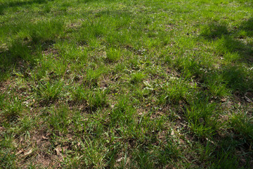Forest glade covered with grass in spring