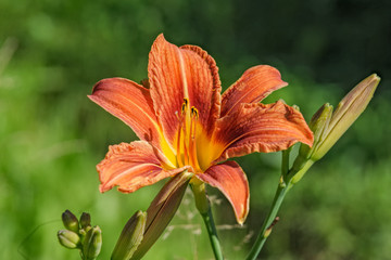 Colorful blooming lilies