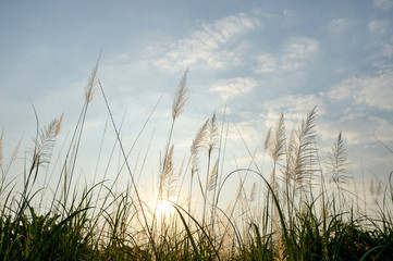 Grass flower with light