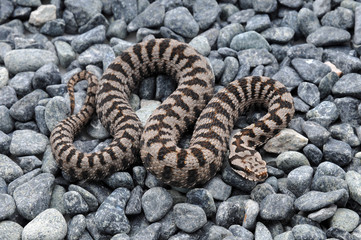 Vipère aspic (vipera aspis atra)