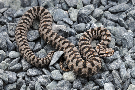 Vip&egrave;re aspic (vipera aspis atra)
