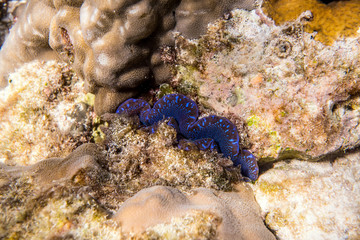 Maxima clam