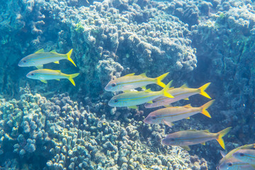 Fototapeta na wymiar yellowfin goatfish