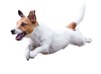 Jack Russell Terrier dog running and jumping isolated on white