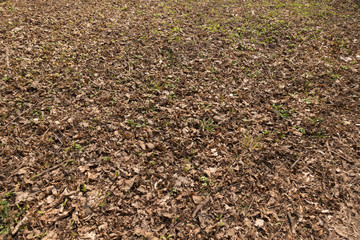 Forest glade covered with dull fallen leaves