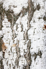 natural texture of birch bark