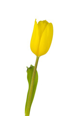 Close up of a yellow tulip - isolated on white background - still photograpy