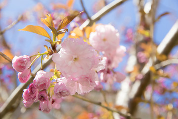 Cherry blossom. Beautiful sakura in spring time over blue sky. pink flowers