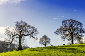 Fototapeta na wymiar Trees and grazing sheep on an English Spring day.