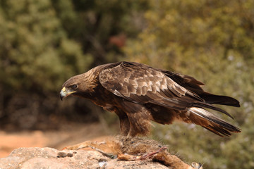 Young male of golden eagle