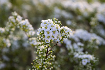 Spiraea cinerea in bloom, Gray Grefsheim shrub with white flowers in magic morning light, dew on flowers