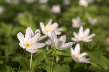 Anemone nemorosa spring flowers, wood anemones in bloom