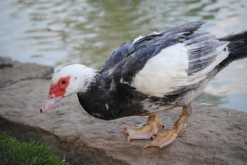 Canard de barbarie