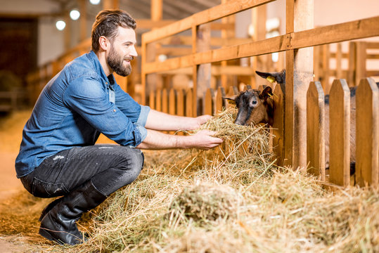 Handsome farmer in working clothes feeding goats with hay in the barn